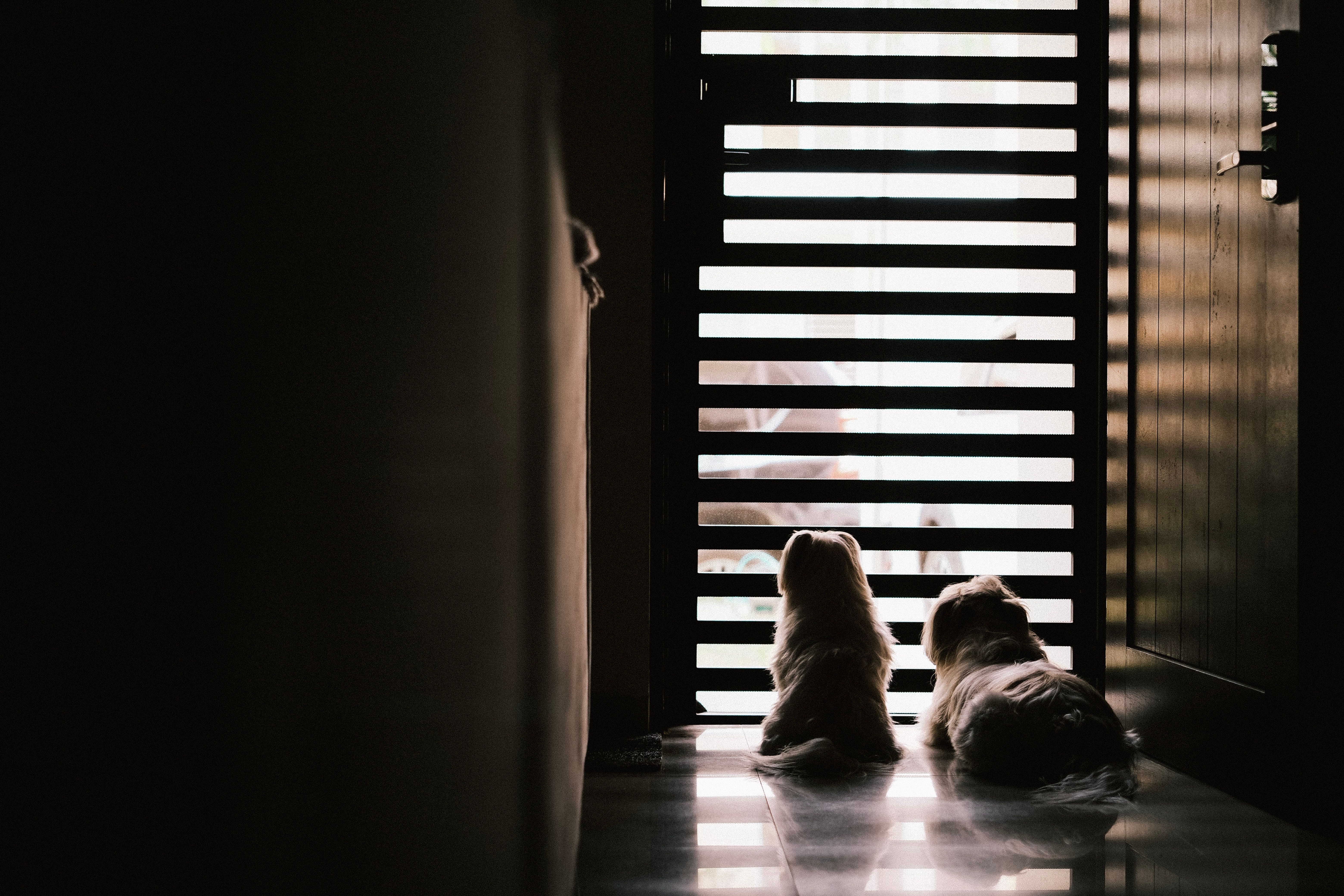 Pet-Friendly Corporate Housing Guide for Business Travel
